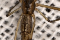 (Araneae - Tetragnathidae - Tetragnatha nigrita)